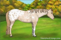 Horse Color:Chestnut Pearl Appaloosa 
