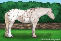 Horse Color:Chestnut Appaloosa