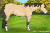 Horse Color:Buckskin Dun Sabino 