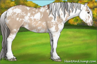 Horse Color:Bay Dun Sabino 