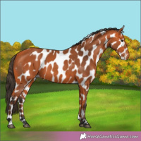 Horse Color:Bay Skewed Appaloosa 