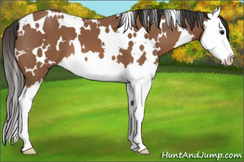 Horse Color: White Spotted Bay Splash 