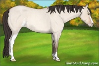 Horse Color:Amber Champagne Roan Dun Sabino 