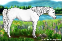 Horse Color:Gray Silver Bay Roan Appaloosa 