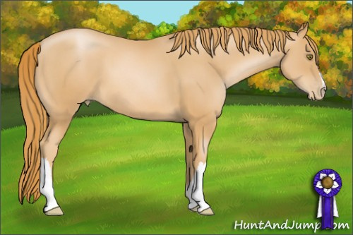 Horse Color: Chestnut Pearl 