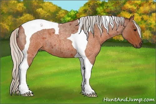 Horse Color: Silver Brown Roan Tobiano 