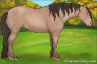 Horse Color:Amber Champagne 