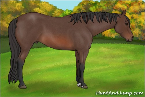 Horse Color: Bay Roan 