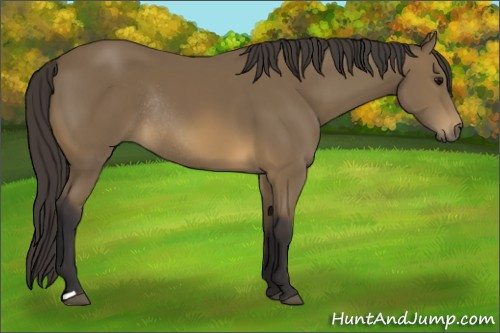 Horse Color: Buckskin Rabicano 