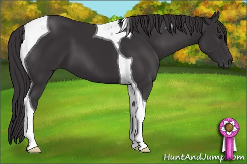 Horse Color: Smoky Black Tobiano 