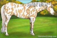 Horse Color:Gold Cream Champagne Appaloosa