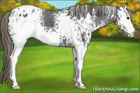 Horse Color:White Spotted Buckskin Appaloosa 