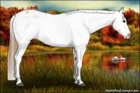 Horse Color:Buckskin Snowcap 