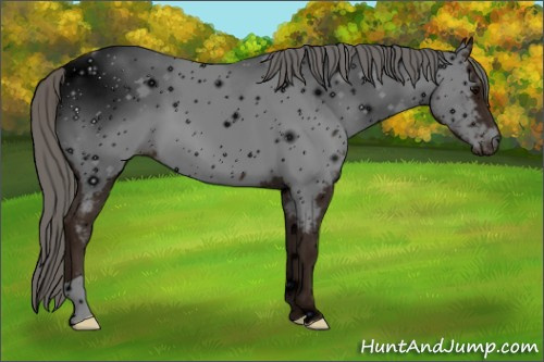 Horse Color: ERROR: UNKNOWN ANOMALY
