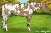 Horse Color:White Spotted Chocolate Palomino Dun 