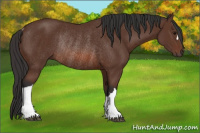 Horse Color:Bay Rabicano 