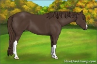 Horse Color:Liver Chestnut 