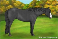 Horse Color:Blue Roan Splash 
