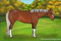 Horse Color:Silver Bay 