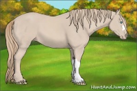 Horse Color:Smoky Creme