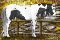 Horse Color:Black Splash Tobiano 