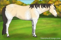 Horse Color:White Spotted Buckskin Dun 