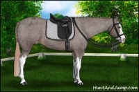 Horse Color:Liver Chestnut Splash Appaloosa 