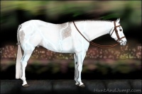 Horse Color:Gray Chestnut Sabino Splash Tobiano 