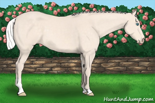 Horse Color: Silver Perlino Sabino 