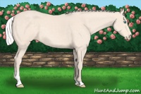 Horse Color:Silver Perlino Sabino 