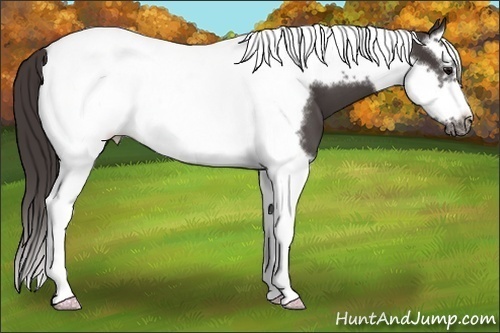 Horse Color:Smoky Black Splash Tobiano Frame 