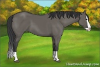 Horse Color:Grullo Splash 