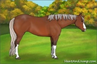 Horse Color:Silver Bay 