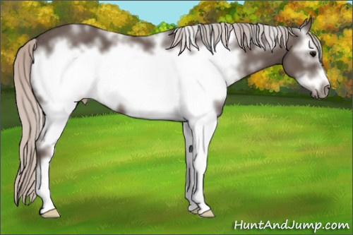 Horse Color: White Spotted Silver Brown Frame 