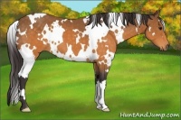 Horse Color:White Spotted Buckskin 