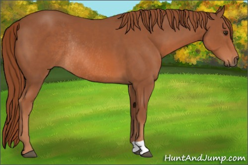 Horse Color: Liver Chestnut Rabicano 