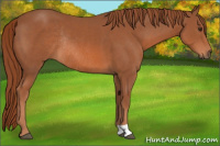 Horse Color:Liver Chestnut Rabicano 
