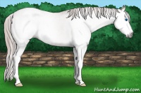 Horse Color:Gray Chestnut Splash Snowcap 