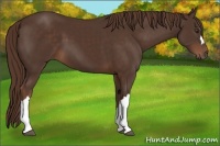 Horse Color:Liver Chestnut 