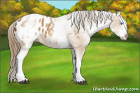 Horse Color:White Spotted Buckskin Splash Appaloosa 