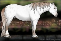 Horse Color:Gray White Spotted Chocolate Palomino Near Leopard 
