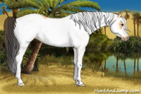 Horse Color:White Spotted Buckskin Frame 