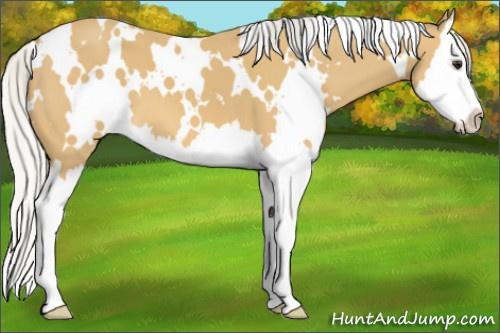 Horse Color:White Spotted Silver Buckskin Splash