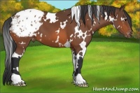 Horse Color:White Spotted Bay Appaloosa 