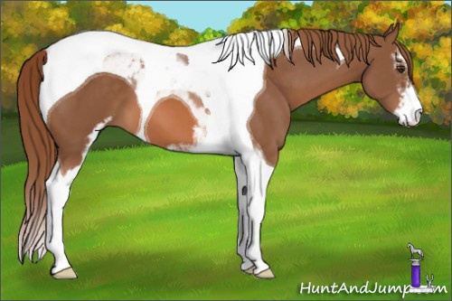 Horse Color: Unknown 