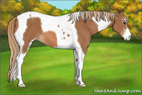 Horse Color: Unknown 