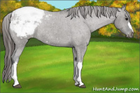 Horse Color:Grullo Appaloosa Rabicano 