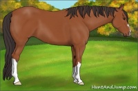 Horse Color:Bay 