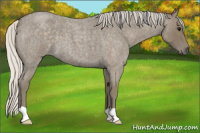 Horse Color:Silver Smoky Blue Roan 