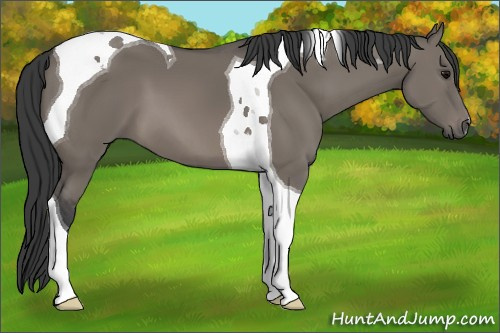 Horse Color: Unknown 